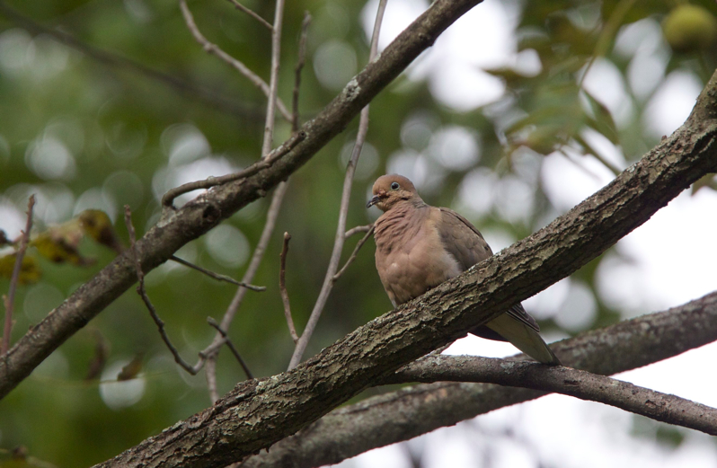 Full Size Image = 648 K