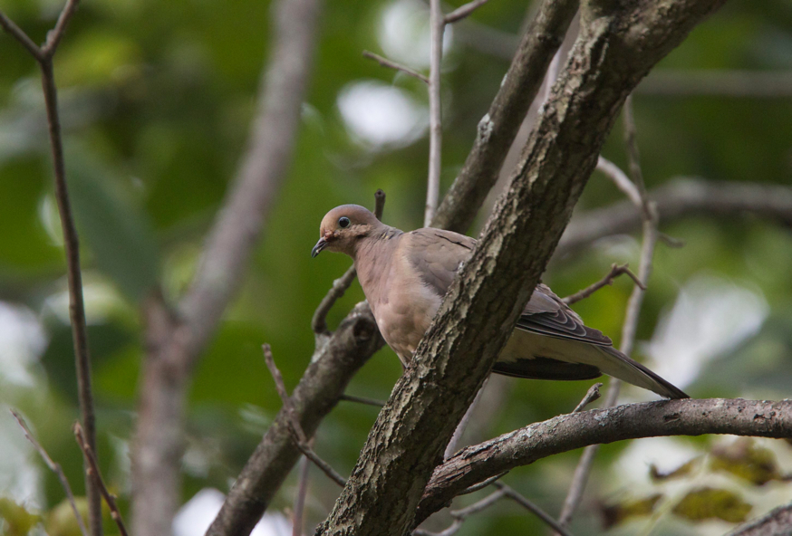 Full Size Image = 697 K