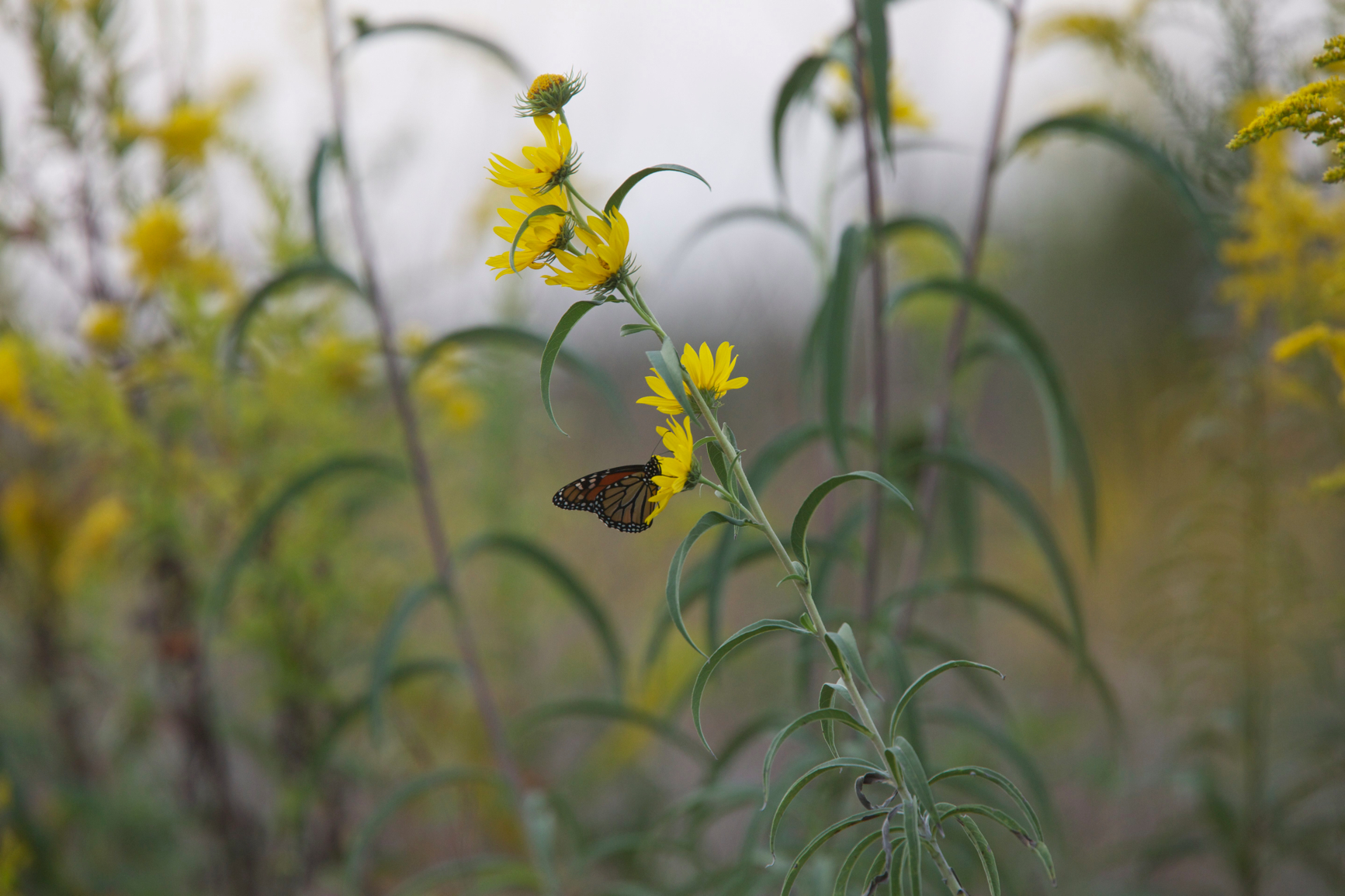 Full Size Image = 2269 K