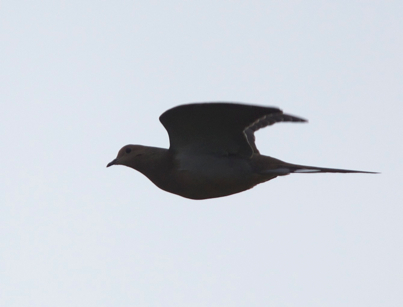 Full Size Image = 175 K