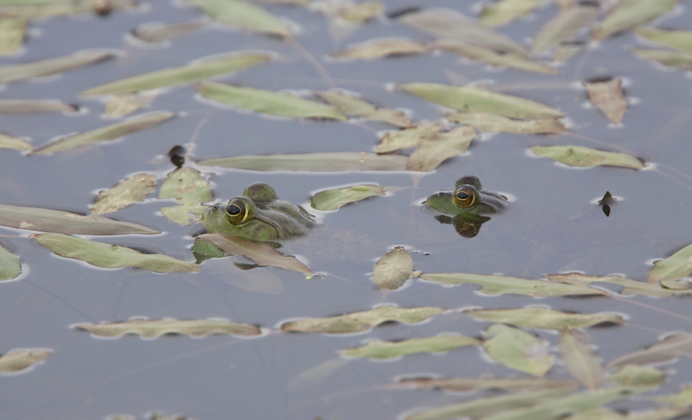 Full Size Image = 1136 K