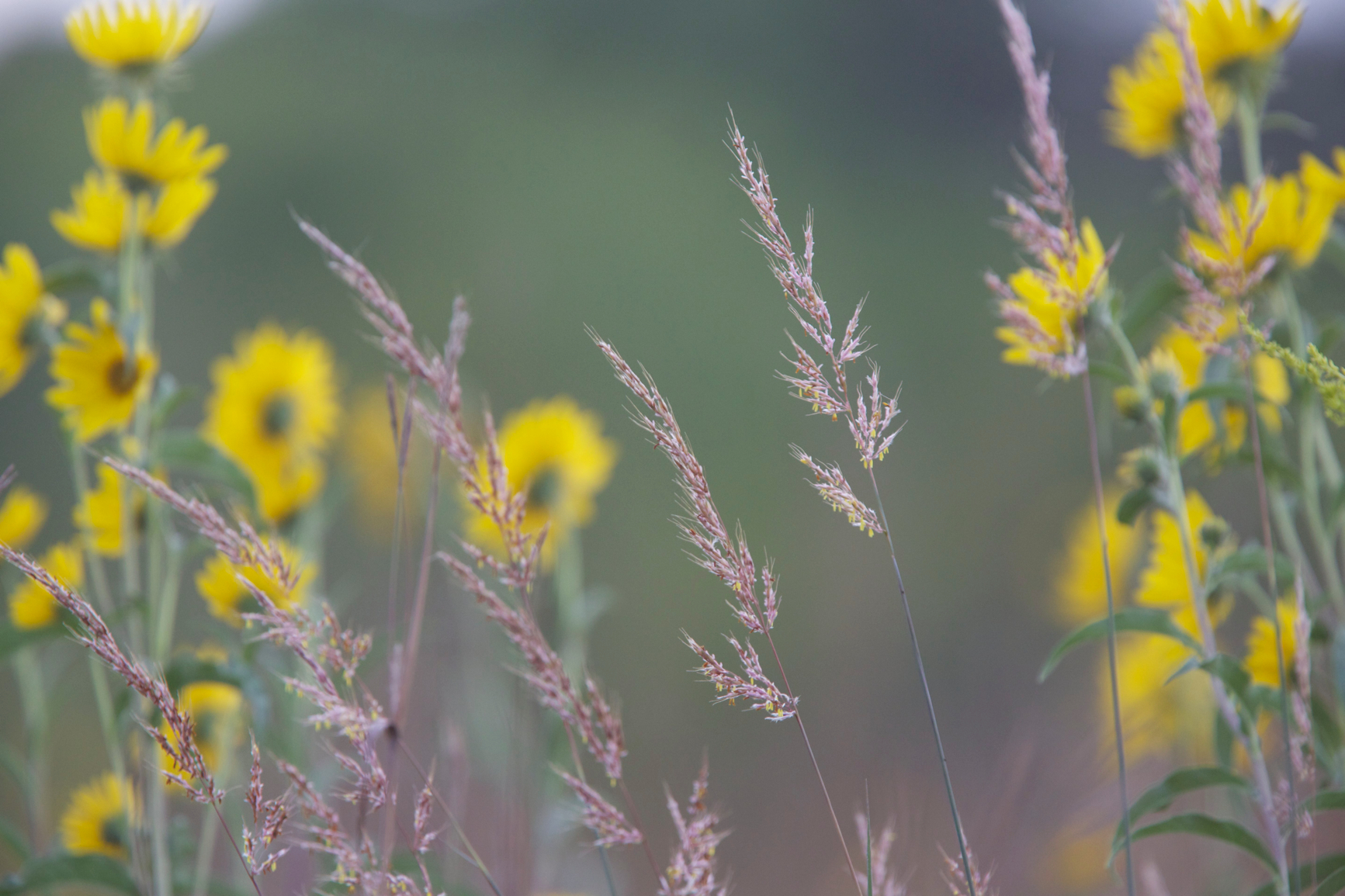 Full Size Image = 2199 K