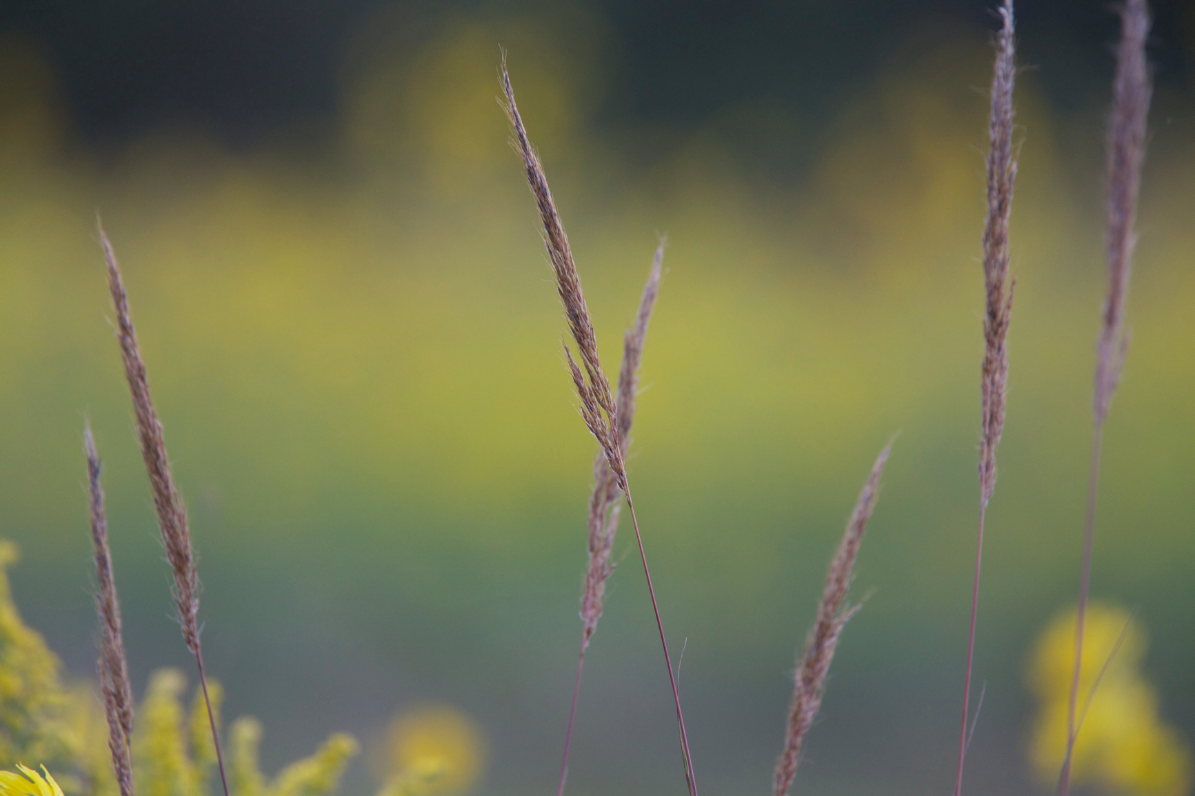 Full Size Image = 2015 K