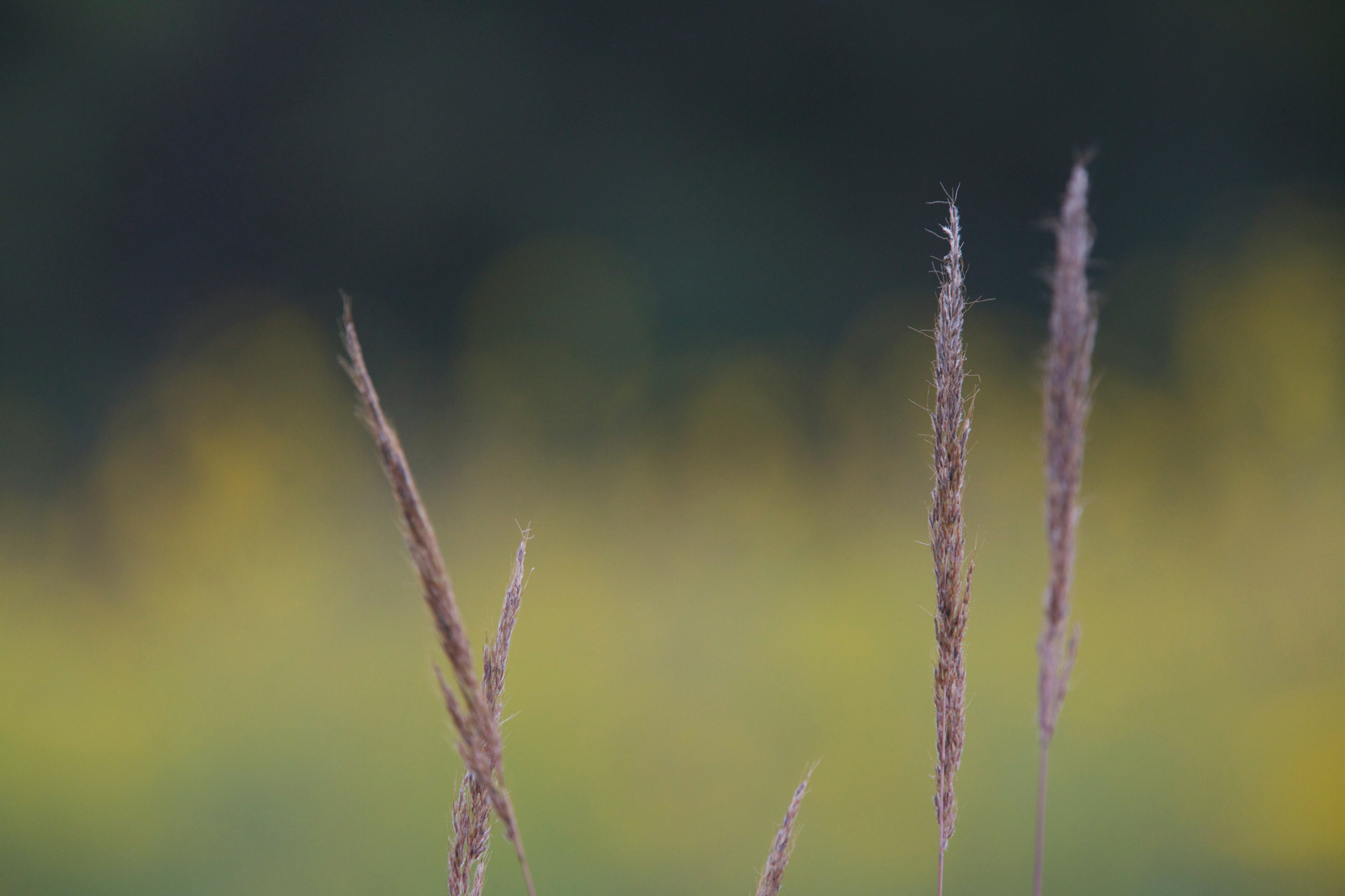 Full Size Image = 2116 K