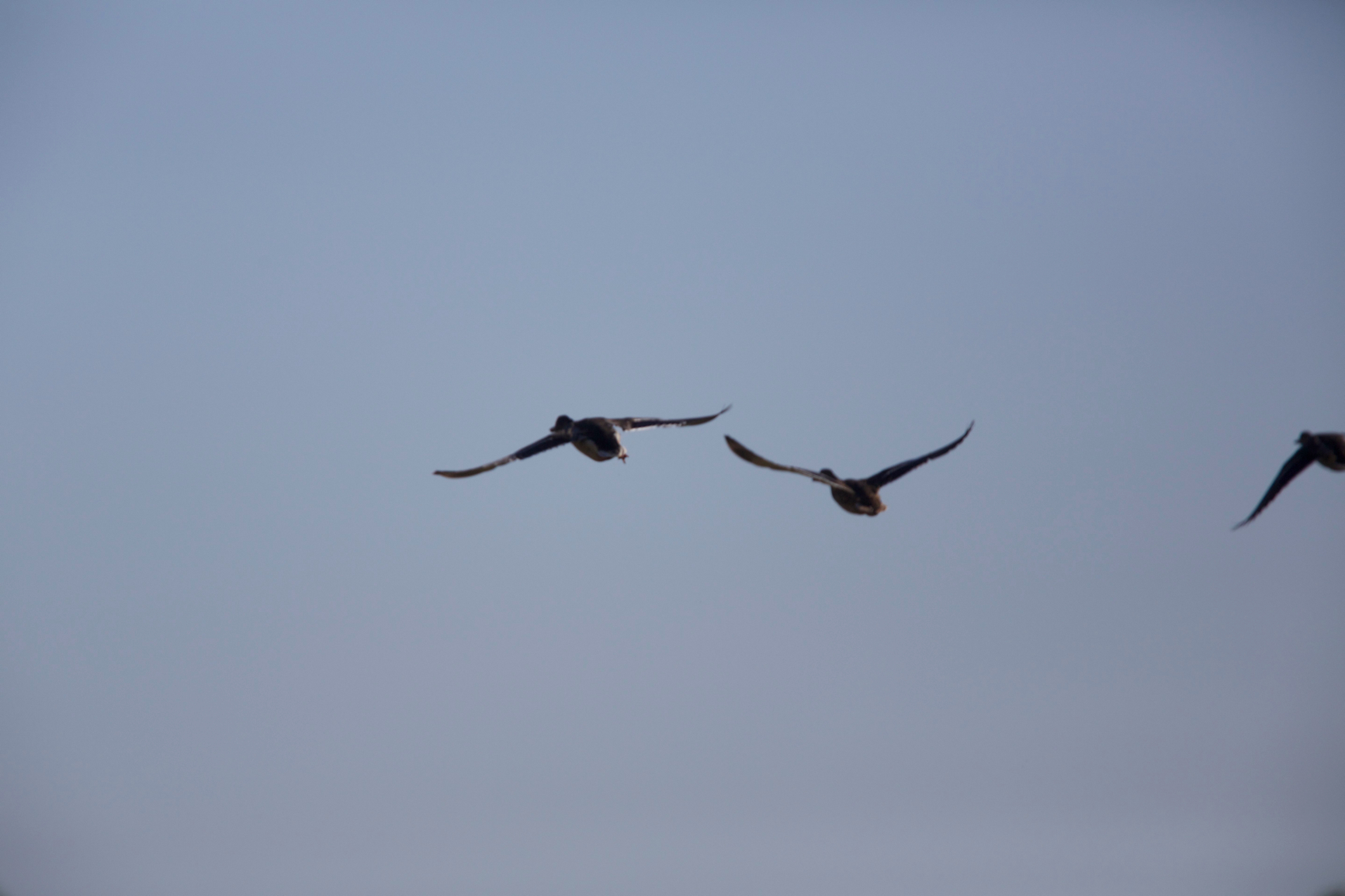 Full Size Image = 1457 K