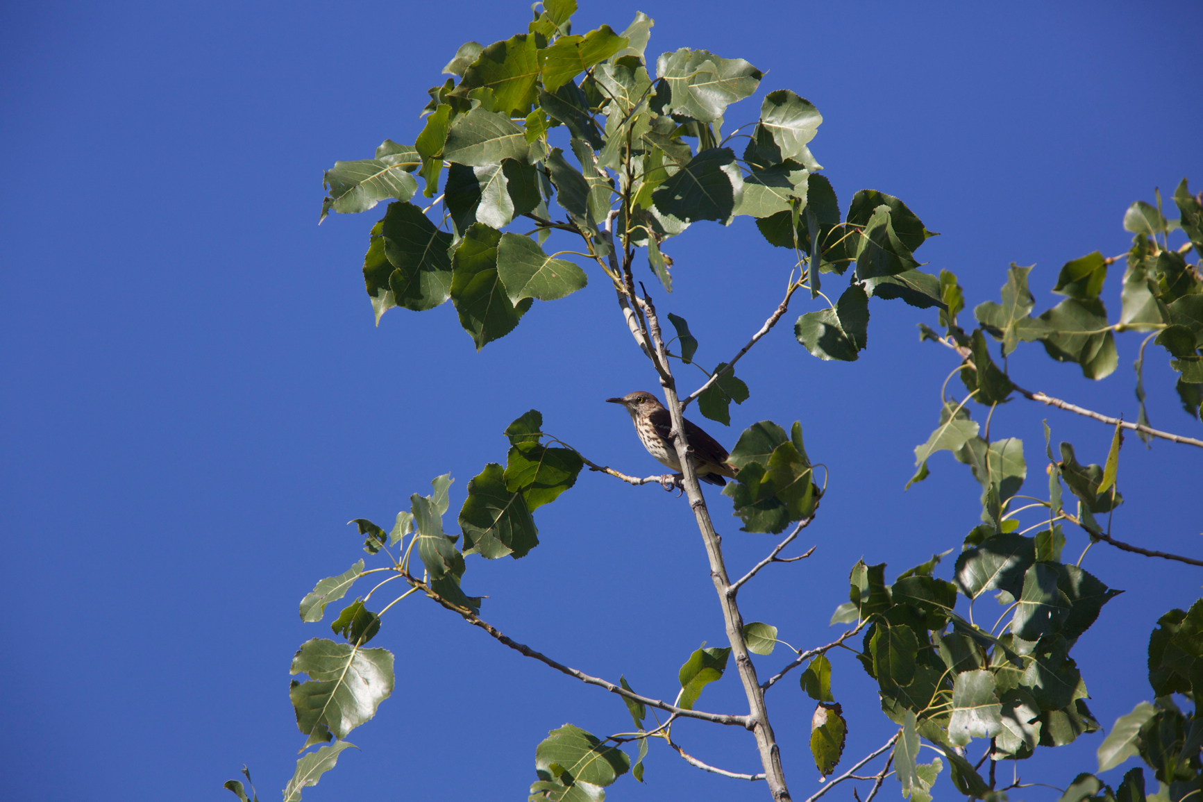 Full Size Image = 2269 K