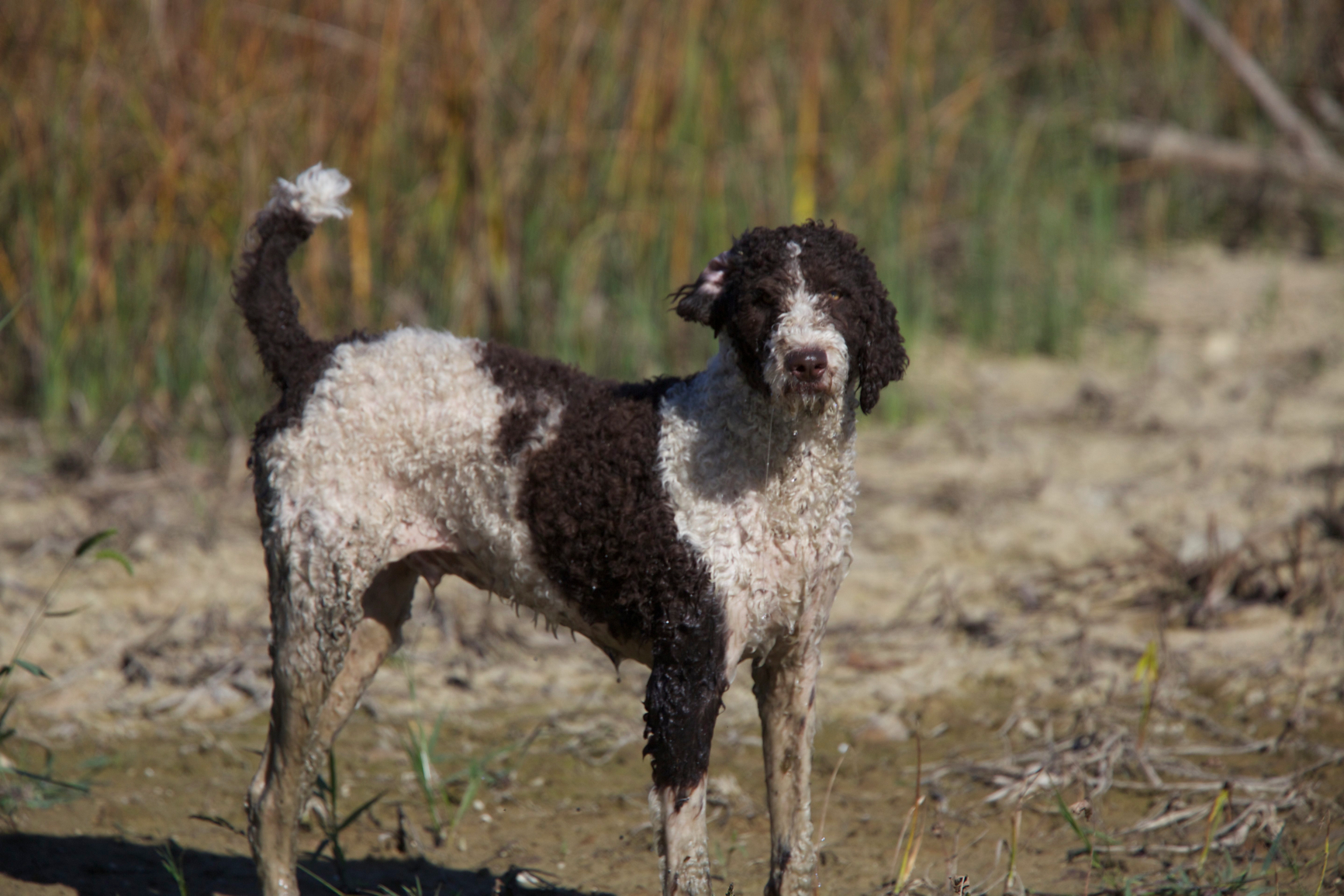 Full Size Image = 2120 K