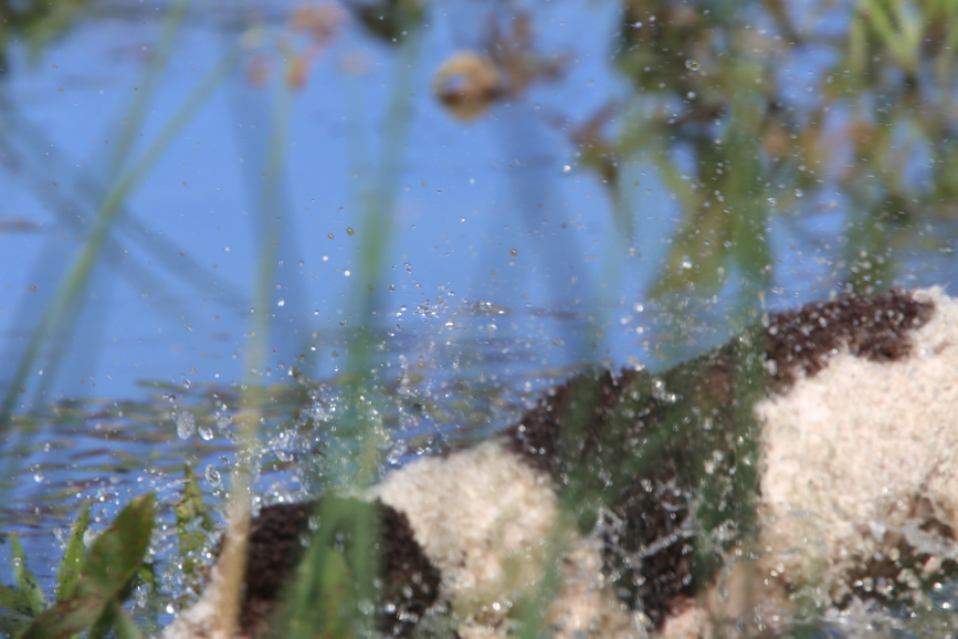 Full Size Image = 721 K