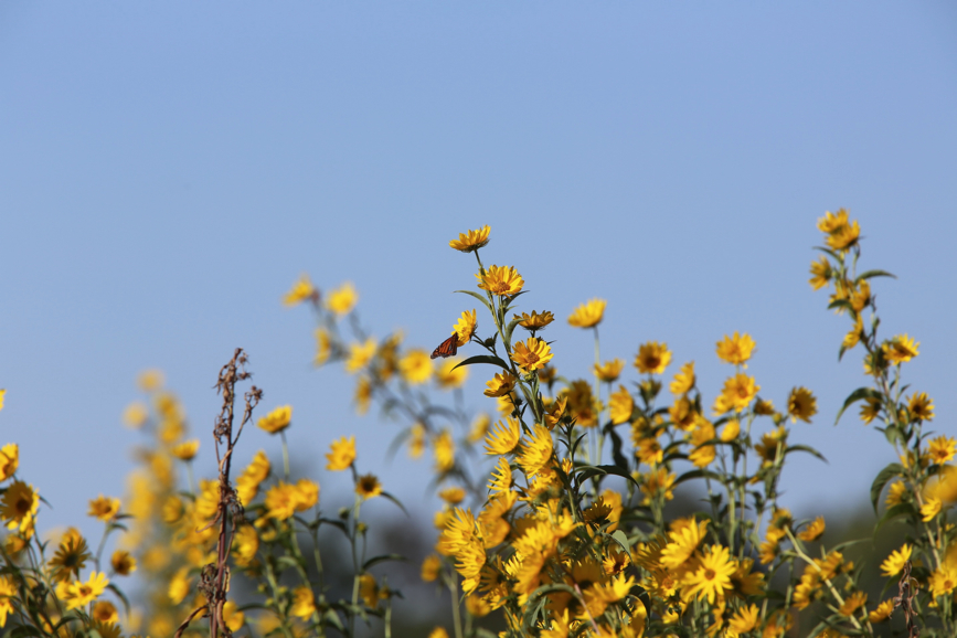 Full Size Image = 678 K