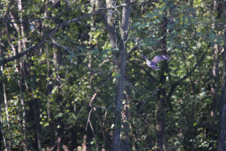 Full Size Image = 947 K