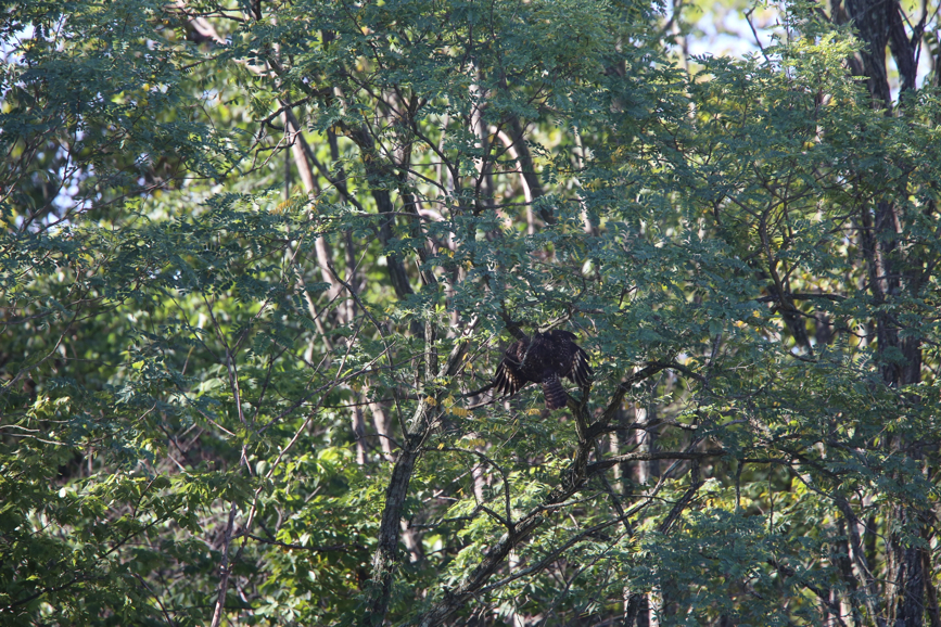 Full Size Image = 2236 K