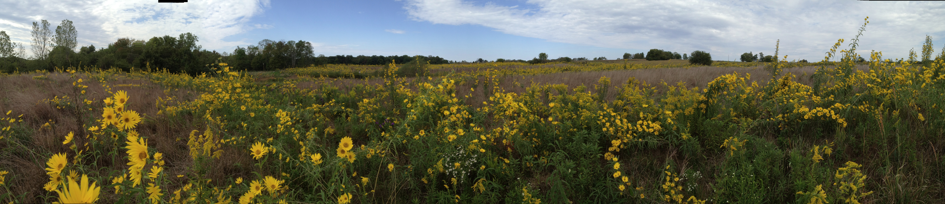 Full Size Image = 7965 K