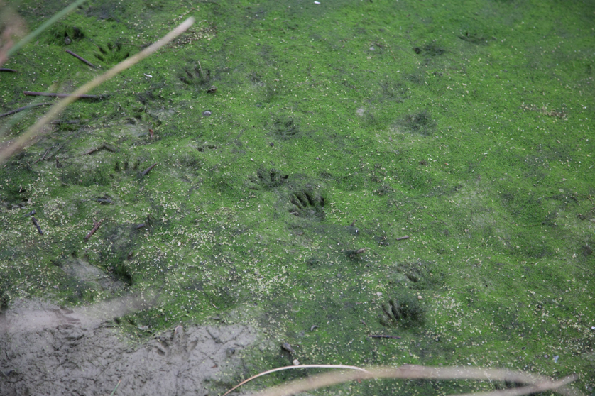 Full Size Image = 5454 K