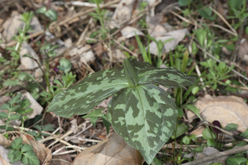 Full Size Image = 958 K