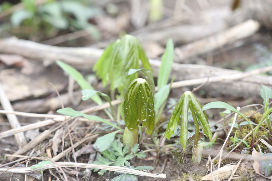 Full Size Image = 874 K