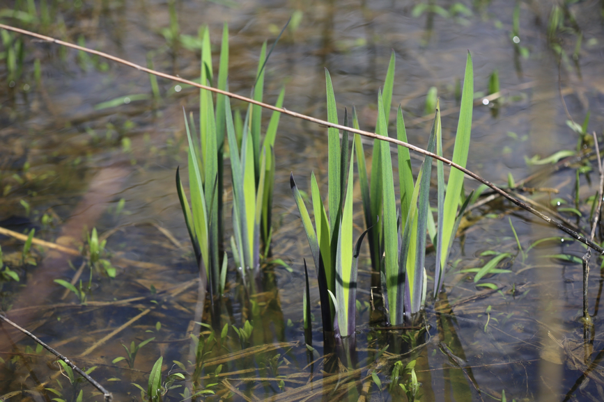 Full Size Image = 912 K