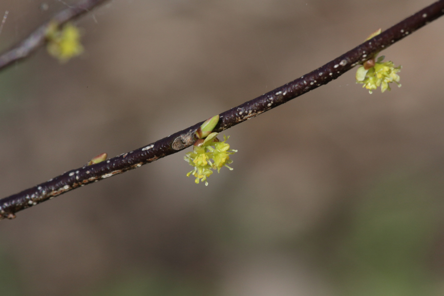 Full Size Image = 765 K