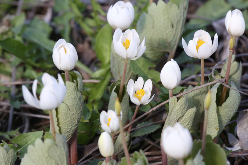 Full Size Image = 941 K