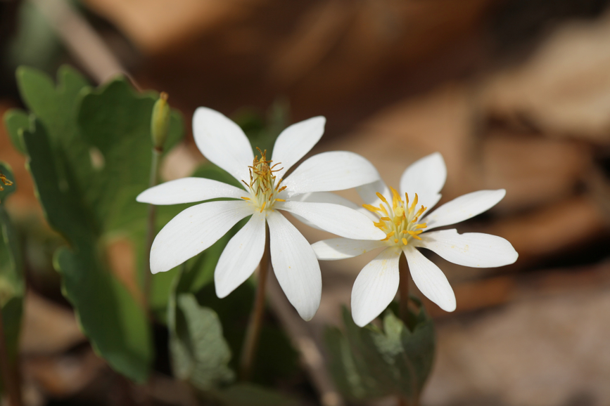 Full Size Image = 514 K