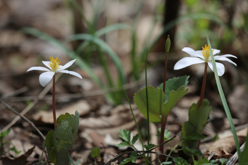 Full Size Image = 628 K