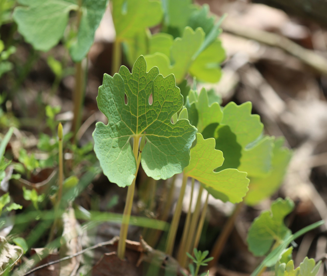 Full Size Image = 351 K