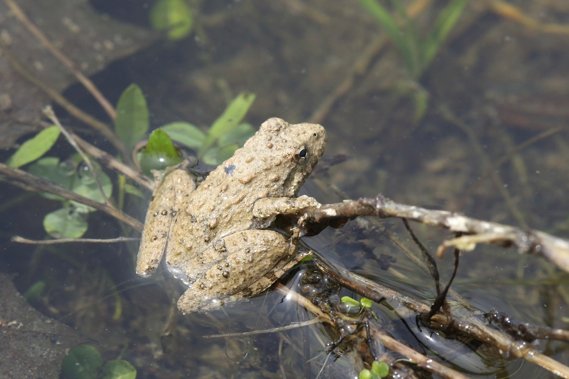 Full Size Image = 530 K