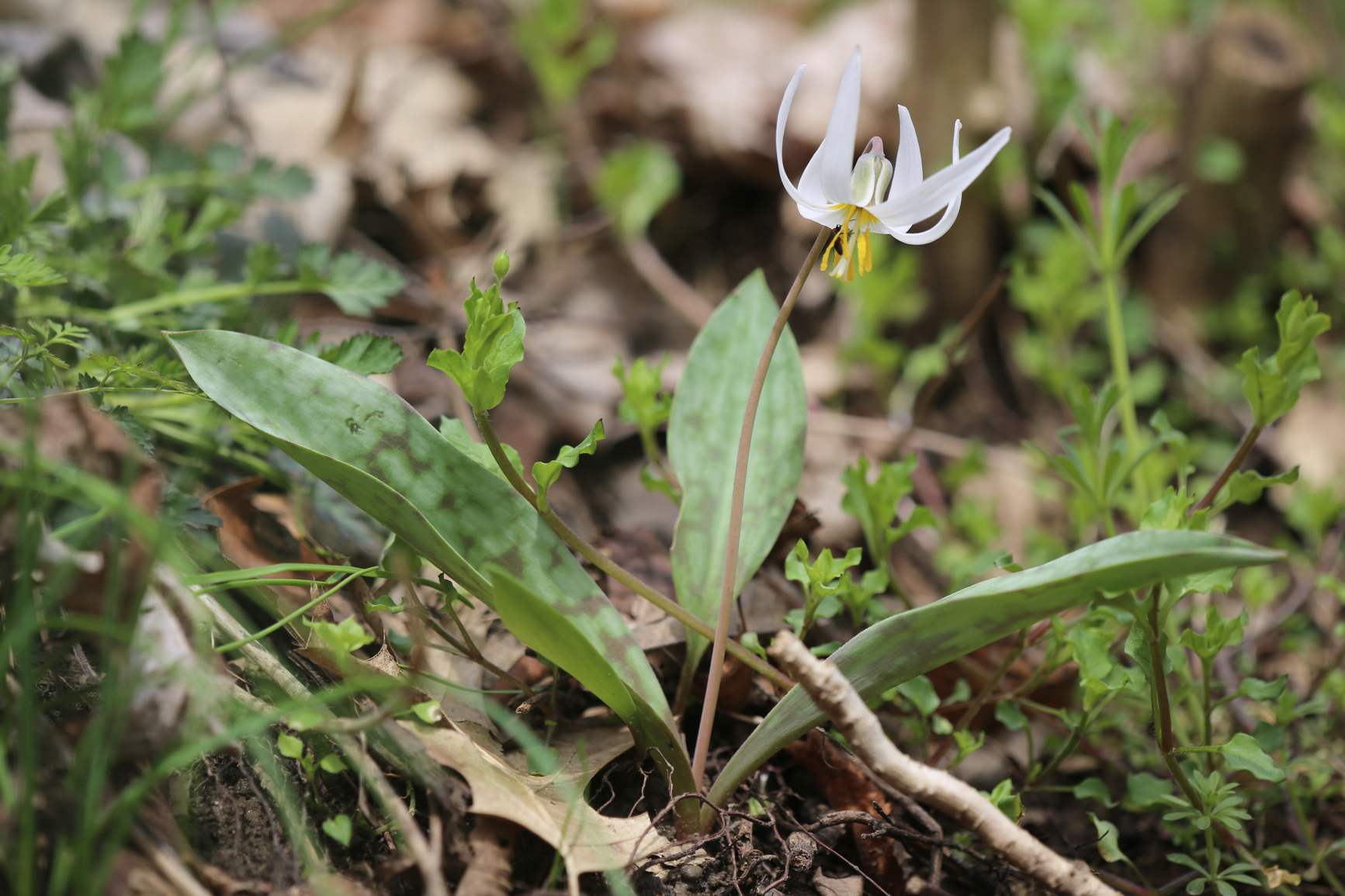 Full Size Image = 2613 K