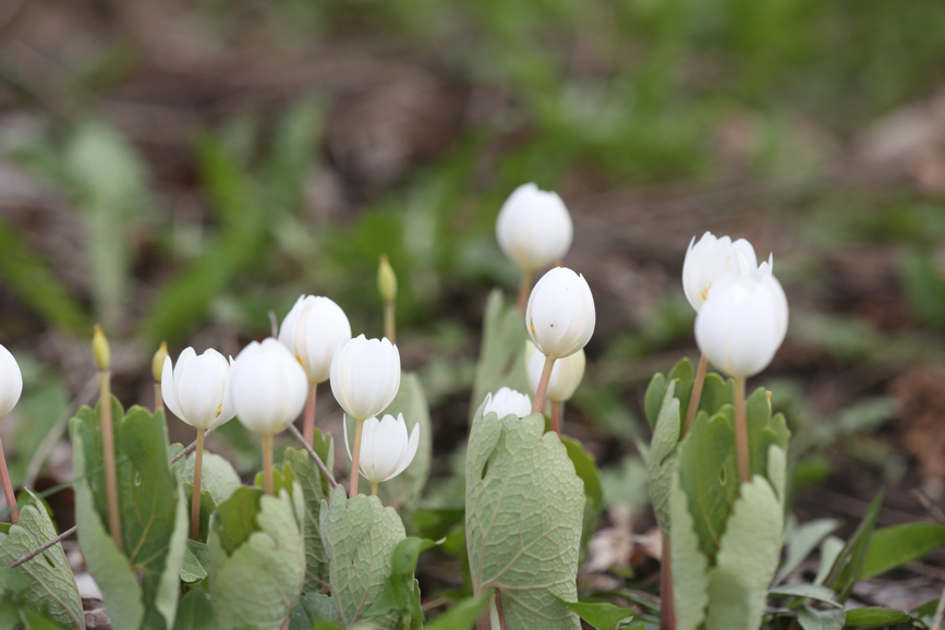 Full Size Image = 669 K