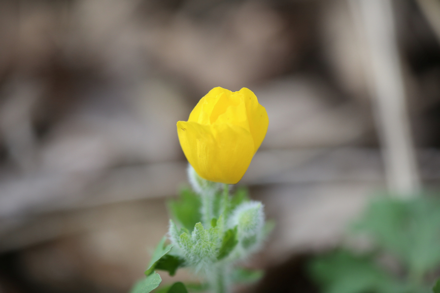 Full Size Image = 592 K