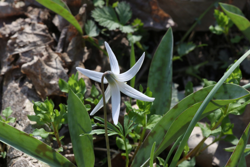 Full Size Image = 1031 K