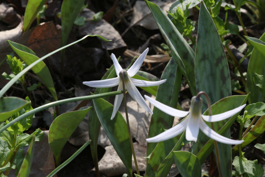 Full Size Image = 1059 K