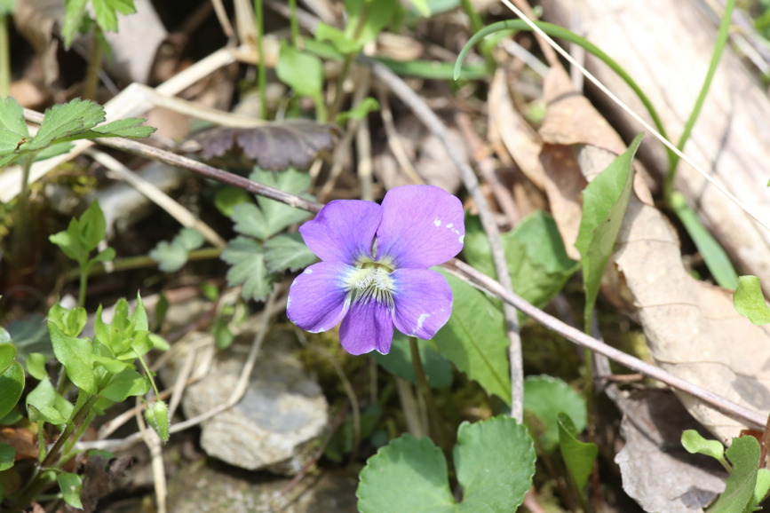 Full Size Image = 897 K