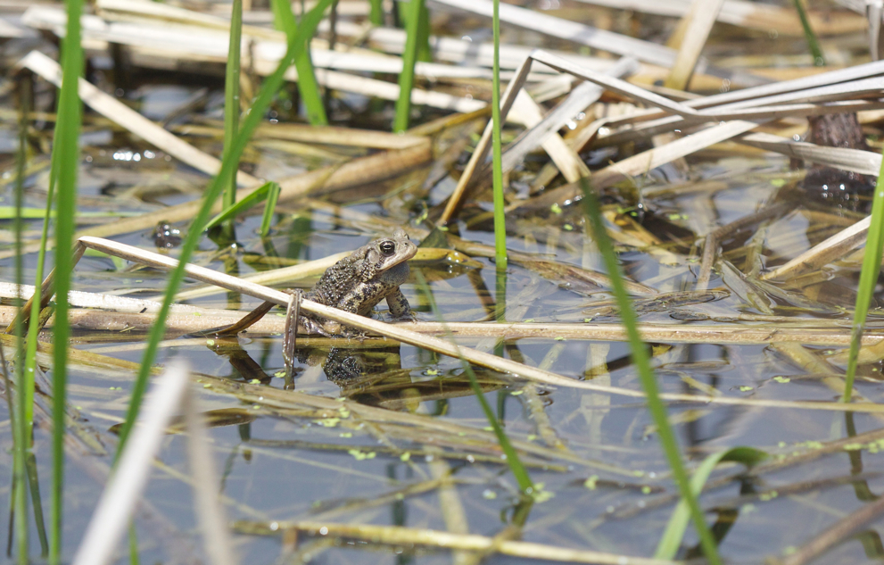 Full Size Image = 1746 K