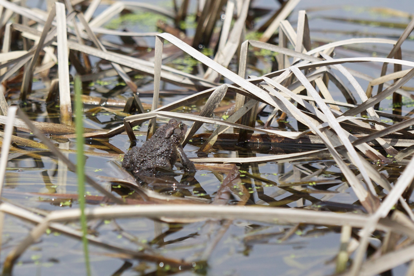 Full Size Image = 1356 K