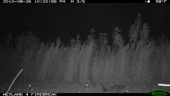 Full Size Image = 236 K