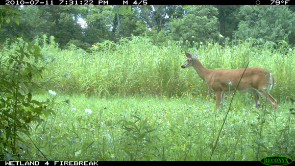 Full Size Image = 493 K