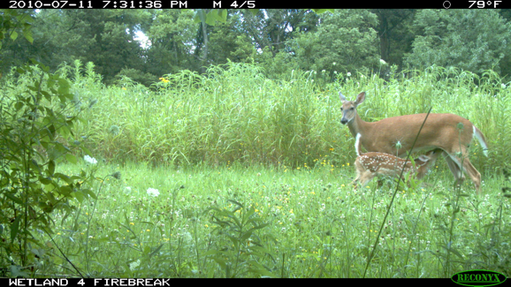 Full Size Image = 493 K