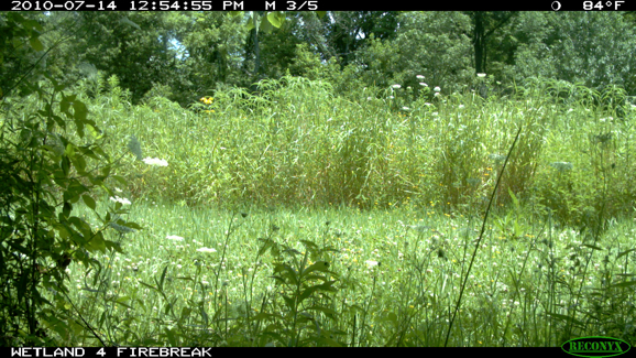 Full Size Image = 558 K