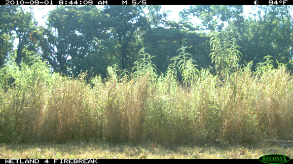 Full Size Image = 457 K