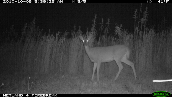 Full Size Image = 229 K