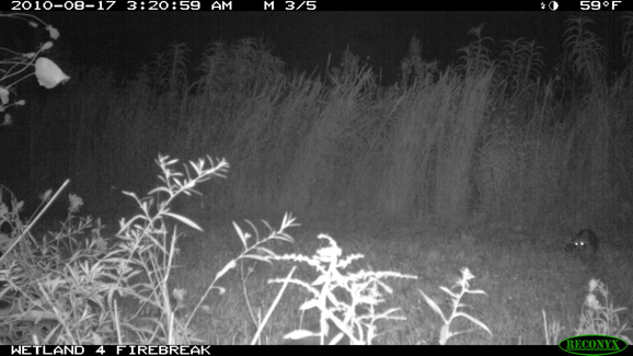 Full Size Image = 252 K