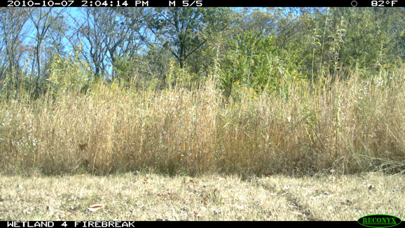 Full Size Image = 597 K