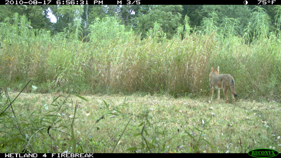 Full Size Image = 512 K