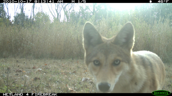 Full Size Image = 268 K