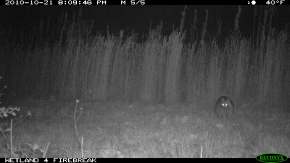 Full Size Image = 231 K