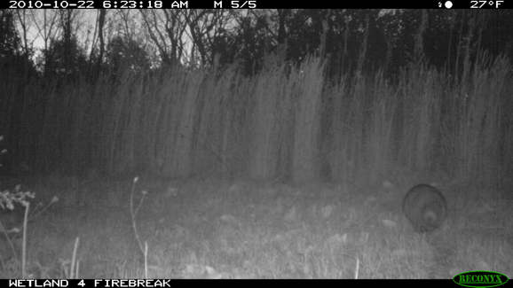 Full Size Image = 240 K