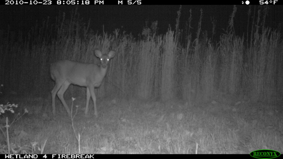 Full Size Image = 233 K