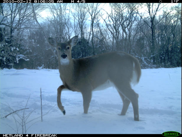 Full Size Image = 1601 K