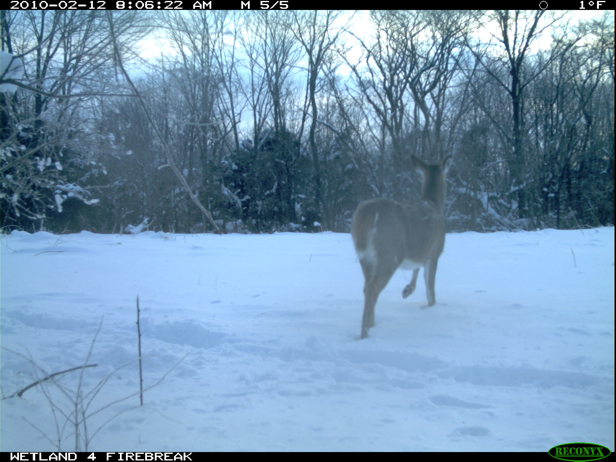 Full Size Image = 1622 K