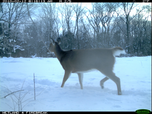 Full Size Image = 1744 K